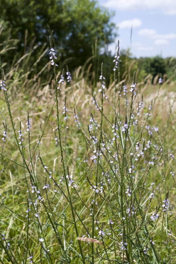 Verbena officinalis
